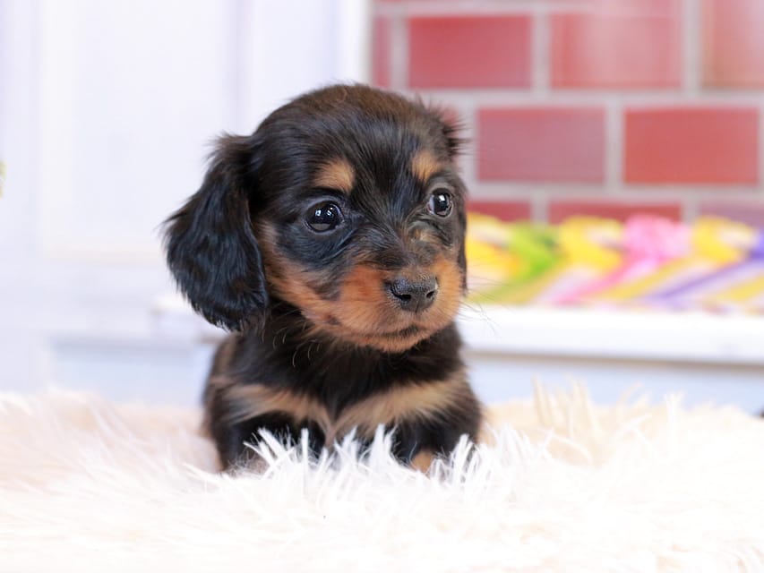 ミニチュア ダックスフンド すずらん & ジェットの子犬 ブラックタン 女の子