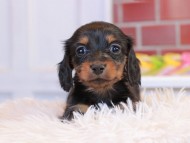 Miniature_Dachshund2_1448