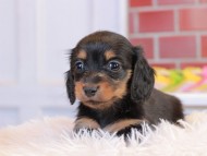 Miniature_Dachshund2_1458