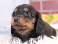 すずらん & ジェットの子犬 ブラックタン 女の子 ミニチュアダックスフンド