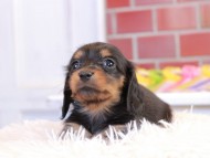 Miniature_Dachshund2_1462