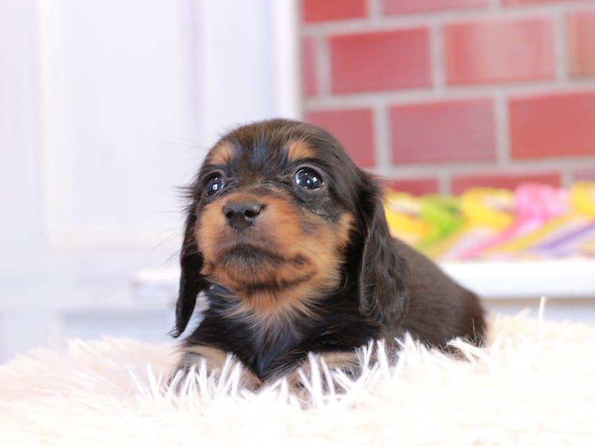 ミニチュア ダックスフンド すずらん & ジェットの子犬 ブラックタン 女の子