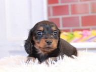 Miniature_Dachshund2_1464