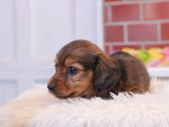 Miniature_Dachshund2_1484
