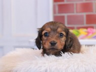 Miniature_Dachshund2_1485