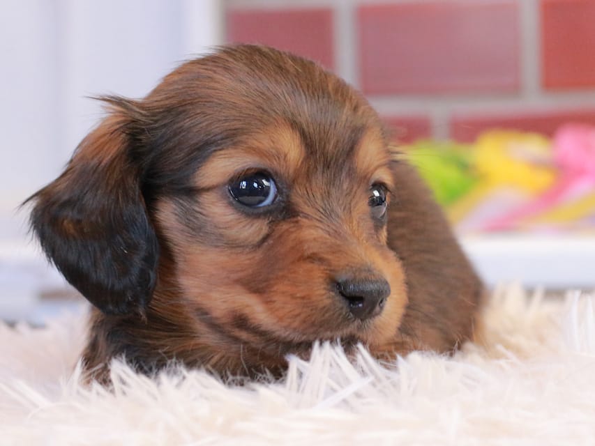 ミニチュア ダックスフンド すずらん & ジェットの子犬 レッド 女の子（2）