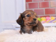 Miniature_Dachshund2_1492