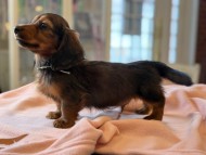 ルーシー & ジェットの子犬 レッド 男の子（2） ミニチュア ダックスフンド