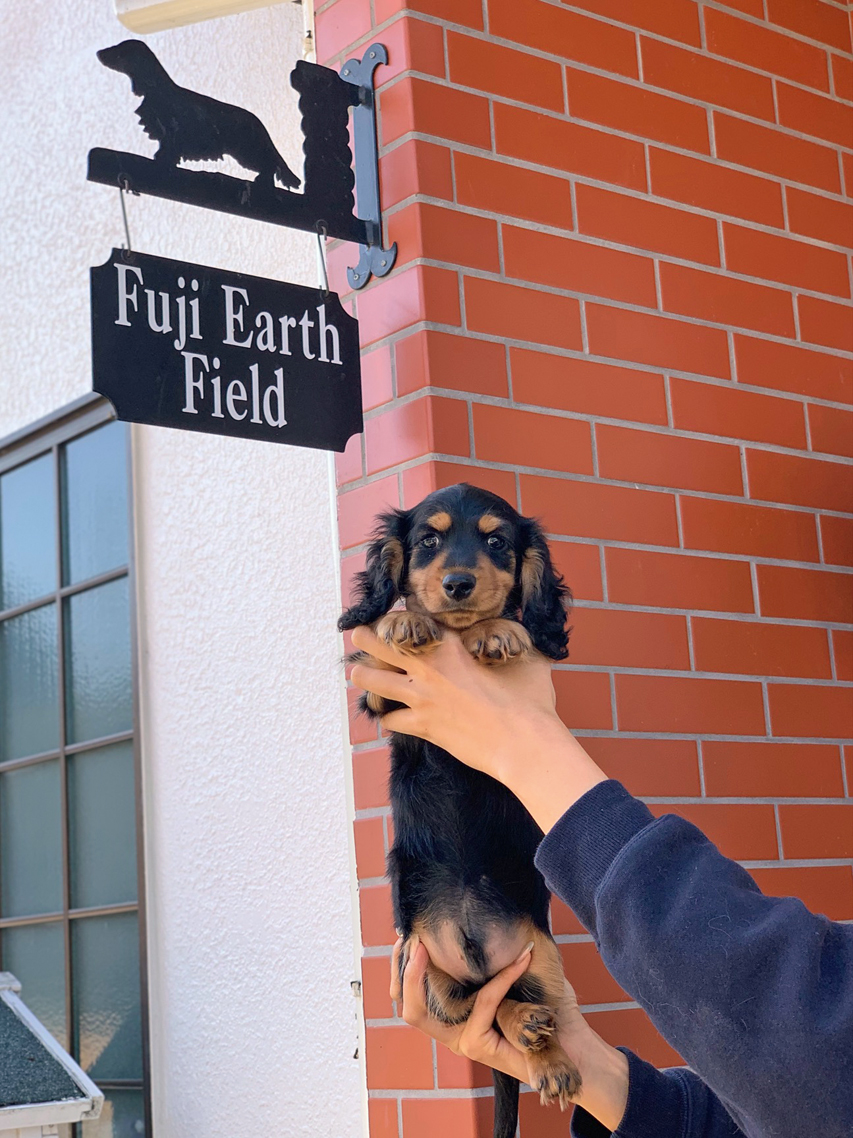 ミニチュアダックスフンド メーテル & パンチの子犬 ブラックタン 男の子