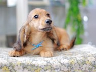 Miniature_Dachshund3004 Miniature_Dachshund3004