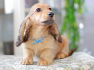 Miniature_Dachshund3005