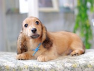 Miniature_Dachshund3007 Miniature_Dachshund3007