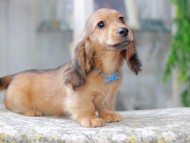 Miniature_Dachshund3017