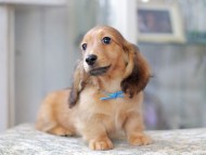 Miniature_Dachshund3022 Miniature_Dachshund3022