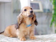 Miniature_Dachshund3025 Miniature_Dachshund3025