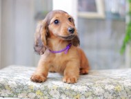 Miniature_Dachshund3028