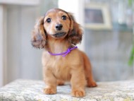 Miniature_Dachshund3030