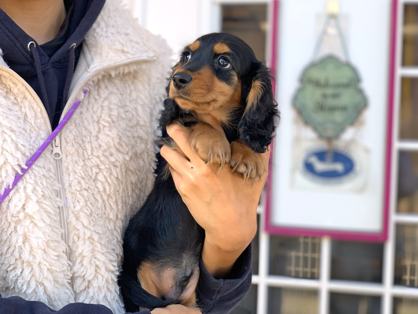 ミニチュアダックスフンド メーテル & パンチの子犬 ブラックタン 男の子