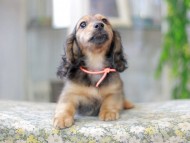 Miniature_Dachshund3062