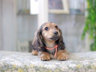 Miniature_Dachshund3065