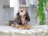 Miniature_Dachshund3069