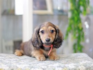 Miniature_Dachshund3071