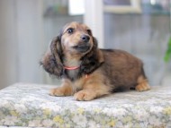 Miniature_Dachshund3073