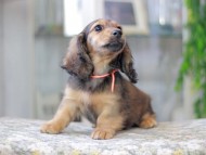 Miniature_Dachshund3074