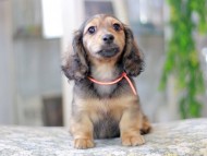 Miniature_Dachshund3082
