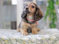 Miniature_Dachshund3088 Miniature_Dachshund3088