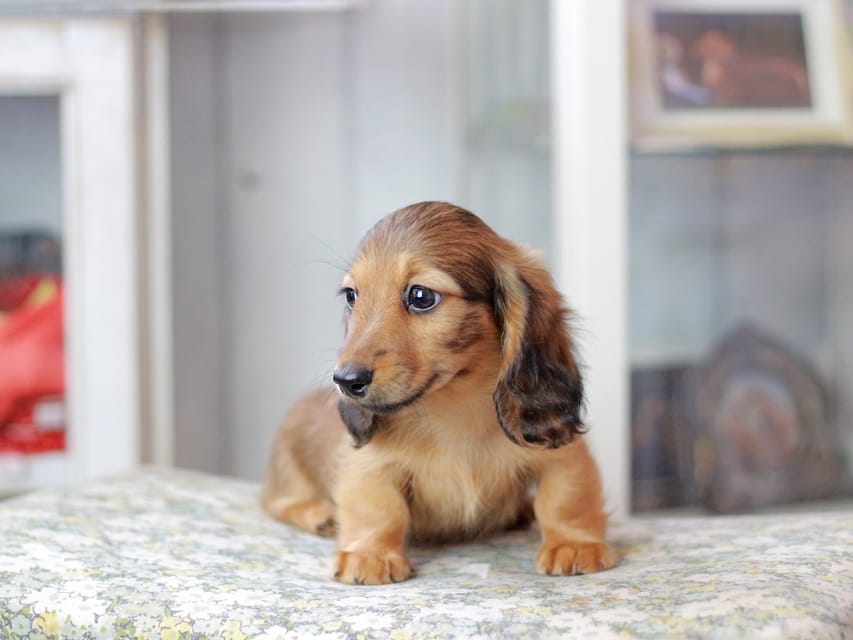 カニンヘンダックスフンド ノン&パッションの子犬 レッド 男の子（1）