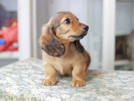 Miniature_Dachshund3107 Miniature_Dachshund3107