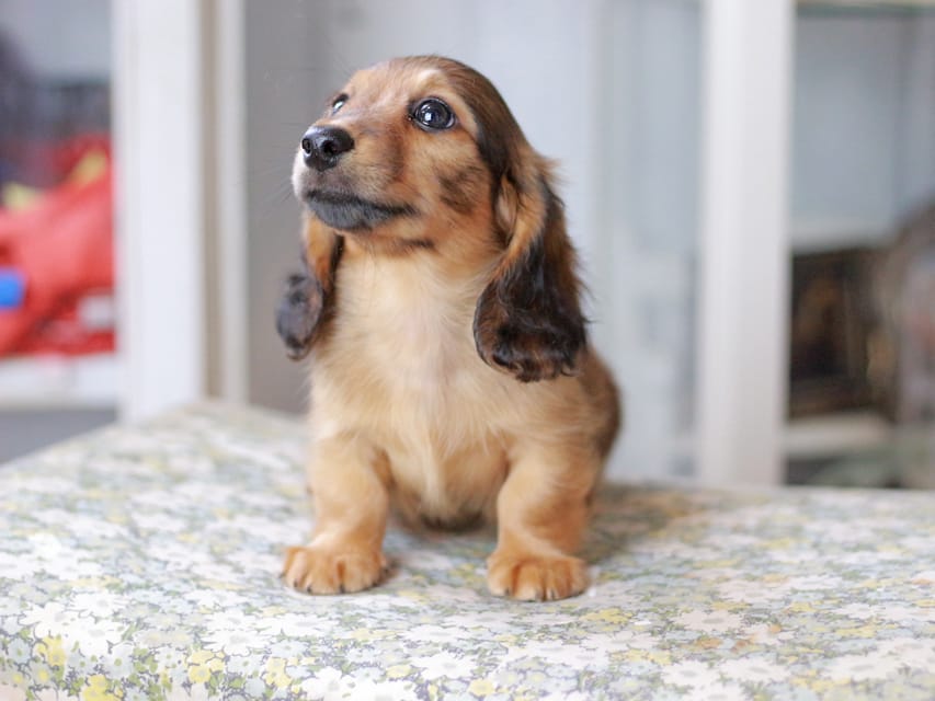 カニンヘンダックスフンド ノン&パッションの子犬 レッド 男の子（1）