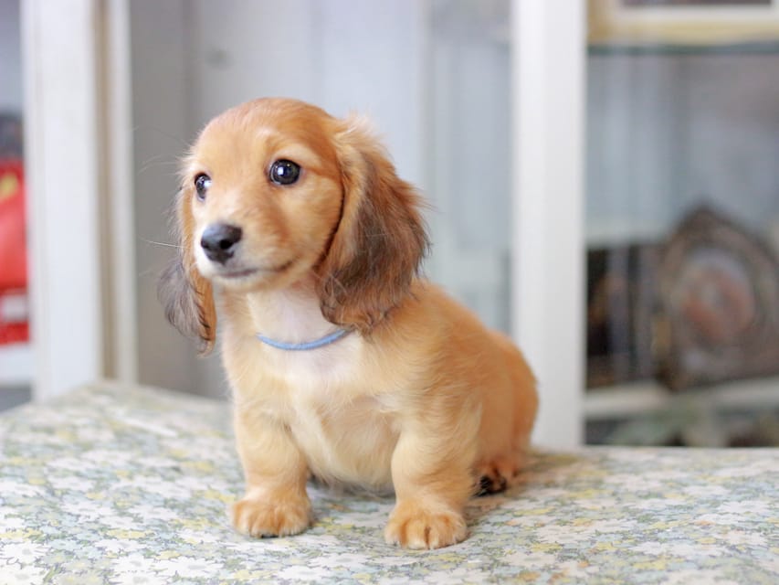 カニンヘンダックスフンド ノン&パッションの子犬 レッド 男の子（2）