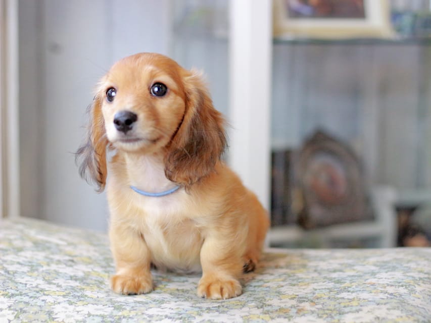 カニンヘンダックスフンド ノン&パッションの子犬 レッド 男の子（2）