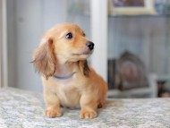 Miniature_Dachshund3120