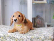 Miniature_Dachshund3130