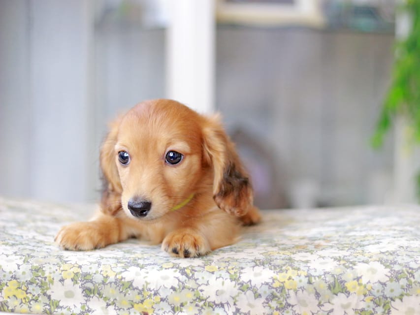 カニンヘンダックスフンド ノン&パッションの子犬 レッド 男の子（3）