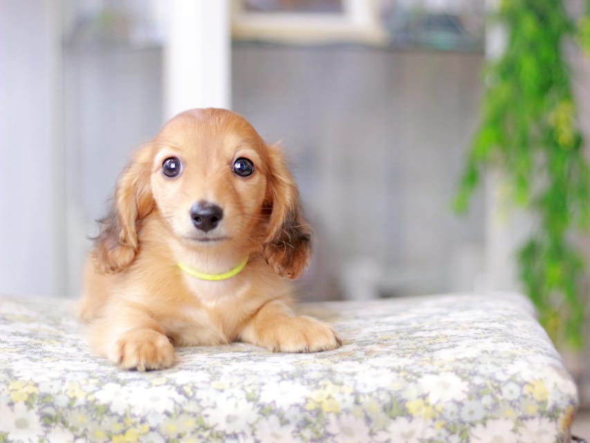 カニンヘンダックスフンド ノン&パッションの子犬 レッド 男の子（3）