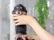 Miniature_Dachshund3146 Miniature_Dachshund3146