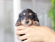 Miniature_Dachshund3149 Miniature_Dachshund3149