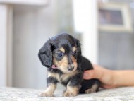 Miniature_Dachshund3162