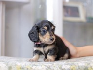 Miniature_Dachshund3167