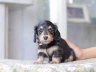 Miniature_Dachshund3170