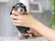 Miniature_Dachshund3173