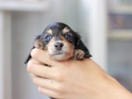 Miniature_Dachshund3178
