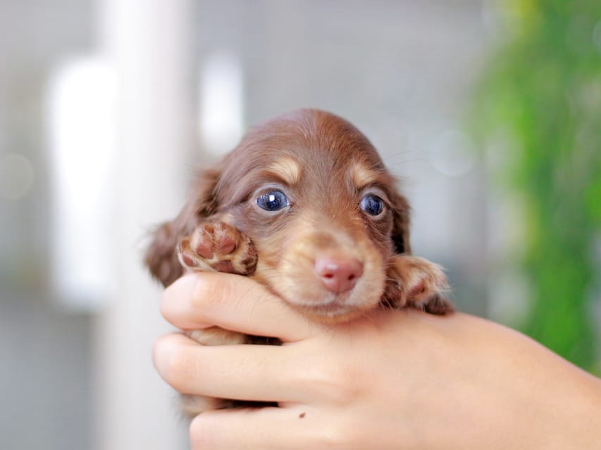 カニンヘンダックスフンド ジェシー&スルガの子犬 チョコイエロー（チョコクリーム） 男の子