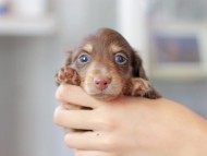 Miniature_Dachshund3198
