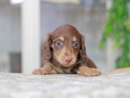 Miniature_Dachshund3200