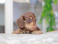 Miniature_Dachshund3203